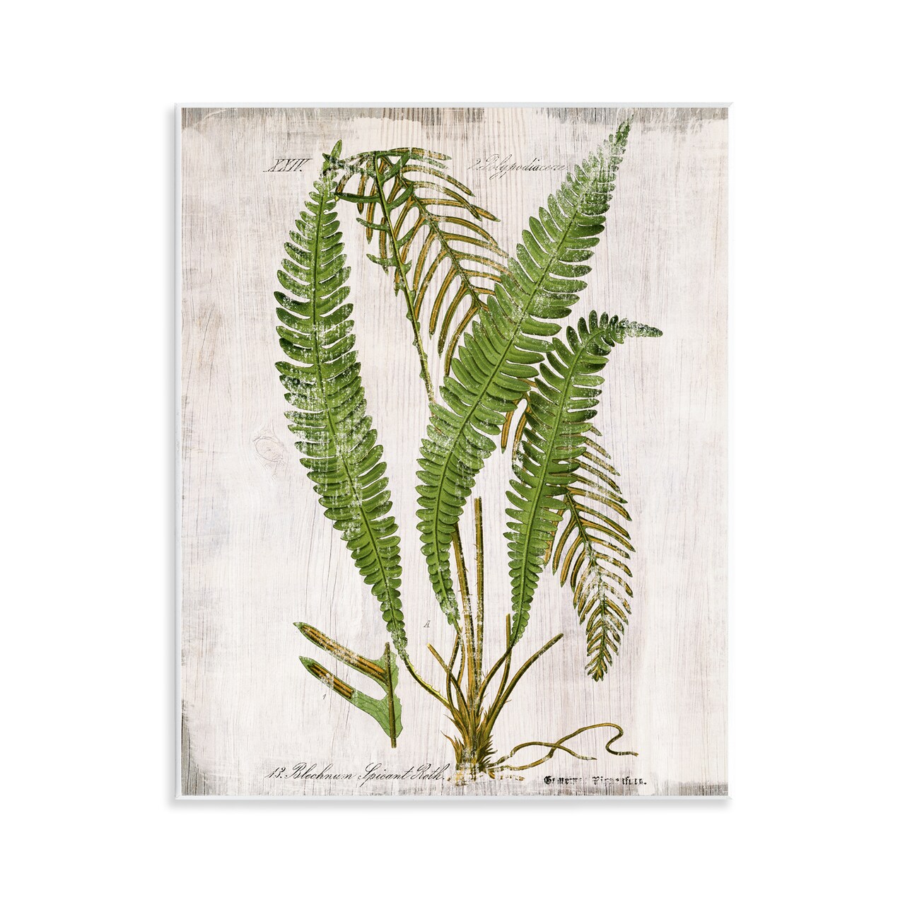Stupell Industries Thin Fern Leaves Study Wall Plaque Art Design by Susan Arnot